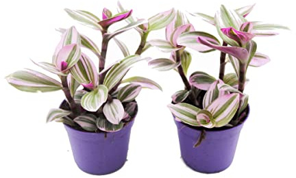 Duo de Mini Tradescantia Nanouk 7cm Plantas Naturales Hojas Color Rosa Tradescantia Albiflora, DECOALIVE