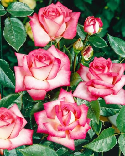 Edelrose Rosa Nostalgie 90 cm Stammhöhe, duftend, winterhart