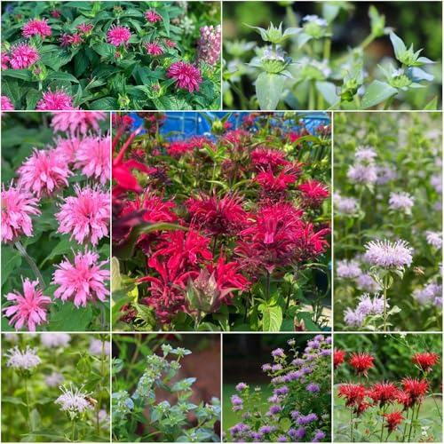 goldmelisse gartenpflanzen garden bonsai pflanzensamen blumensamen mehrjährig winterhart exotische blumenwiese blumendeko sommerblumen 150samen