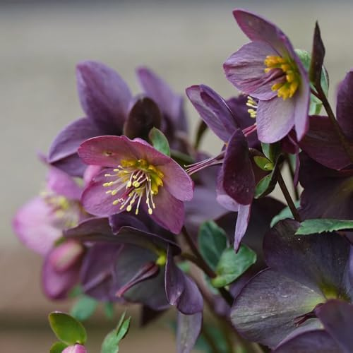 christrosen winterhart - hochbeet balkon deko stauden mehrjährig topfpflanzen draußen 120samen