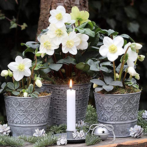 Hellebore ‘Christmas Carol’ 1 x 12cm Pot – Gift Wrapped Hardy Winter Flowering Plant | Evergreen Christmas Rose (Helleborus) for Gardens & Patios | White Blooms, Attracts Bees | by Thompson & Morgan