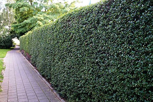 5 Stk. Liguster Atrovirens Ligusterhecke Containerware 100-125 cm hoch - Ligustrum vulgare Atrovirens - Garten von Ehren®