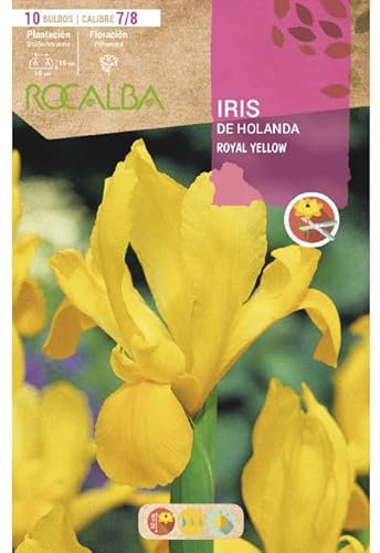 Iris de Holanda, Royal Yellow, amarillo. Envase 10 bulbos calibre 7/8