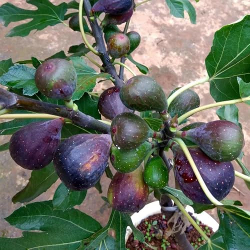 semi resistenti di fuoco - resistenti per giardino, sono semi decorativo colonnario 400pcs