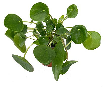 PLANTA NATURAL PILEA PEPEROMOIDES M12 25CM (PLANTA DEL DINERO CHINA)
