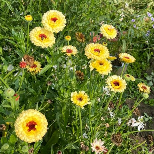 calendulasamen bio - deko seltene balkon hochbeet winterhart alte sorten kräutersamen 200pcs