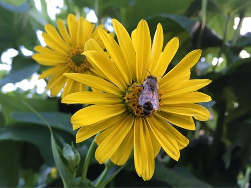 Silphie Samen mehrjährig Bienen Magnet unkompliziert Freiland Aussaat gelb blühend trockenresistent + einfache Anleitung (lat. Silphium perfoliatum)