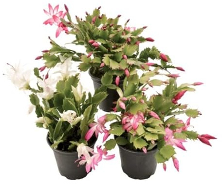 Cactus de Navidad | Pack 3 Plantas | DECOALIVE | Schlumbergera Truncata | Flor de Navidad