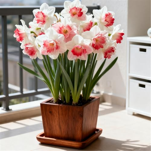 Narcisi resistenti al freddo/Narcisi nani/Decorazione d'interni per giardini/Profumati-8 PCS-C