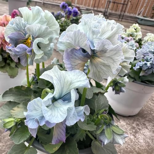 semillas de pensamiento orgánicas de jardín, resistentes de pensamiento, sombra de para bancales 300pcs