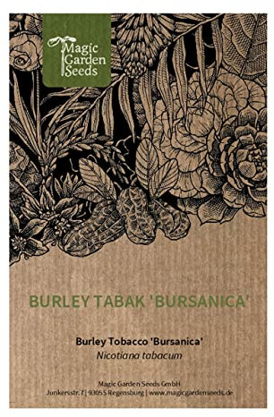 Tabaco Burley 'Bursanica' (Nicotiana tabacum) - aprox. 500 semillas