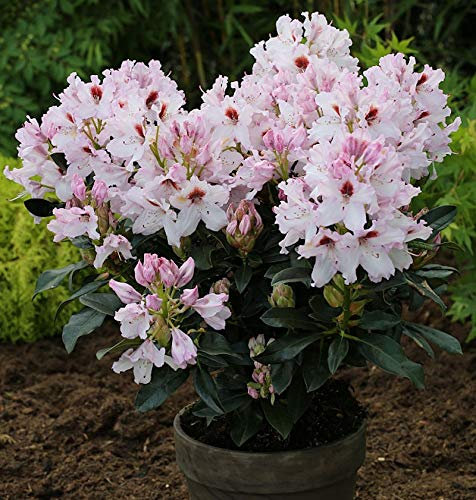 Großblumige Rhododendron Graffito® 30-40cm - Alpenrose - lebende Gartenpflanze aus den Baumschulen
