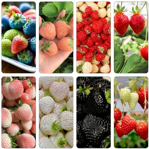 semi di fragola colonnari semi di balcone serraio inneni interni esotici colonnari perenni resistenti 550pcs