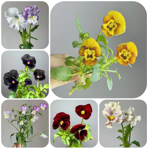 pensamientos, semillas de pensamiento Decoración orgánica balcón balcón de en originales Decoraciones otoñales un jardín 900semillas
