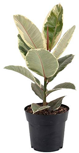 Ficus Tineke Indoor Rubber Plant for Home or Office (30-40cm with Pot)