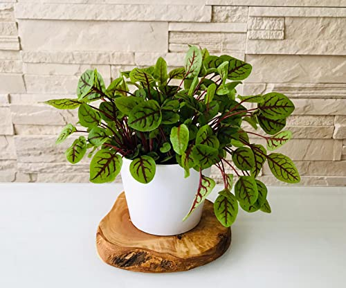 D.O.M. - Estación de hierbas con base de madera de olivo - Juego de 1, 2 o 3 unidades (juego de 2 con tijeras para hierbas)