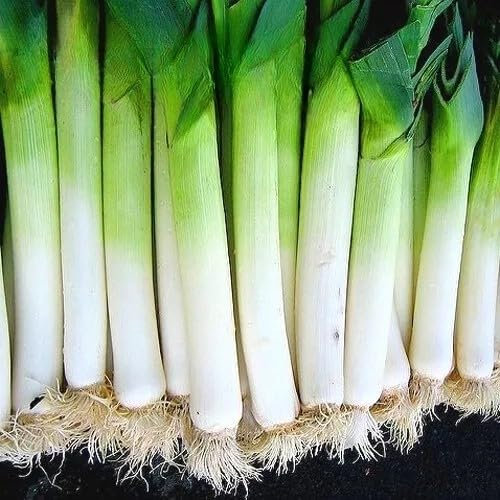 Autumn Leek October - 400 Seeds + freebie + Planat Tag - Allium porrum