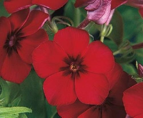 25 Semillas de Phlox Phlox 21 ° secolo Crimson Phlox drummondii molto appariscente!