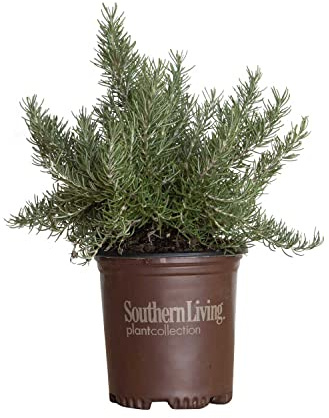 Chef's Choice Rosemary (2.5 Quart) Fragrant Evergreen Cooking Herb/Shrub - Full Sun Live Outdoor Plant