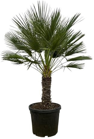 Chamaerops Humilis auf Stamm - ↑ 150 cm - Ø45cm