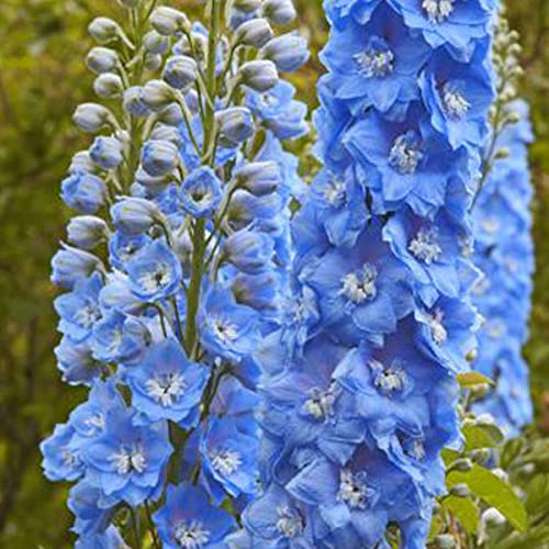 6 x Delphinium 'Summer Skies' - Vivaces Contenedor Pequeño 9cm x 9cm