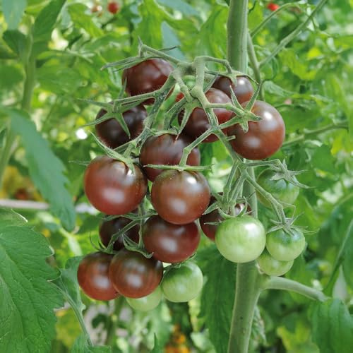 Bedwen Tomato 'Chocolate Cherry' 9cm Plant x2 – Sweet, Heavy‑Cropping Purple‑Red Cherry Tomatoes on Upright Cordon Vines with High Split‑Resistance