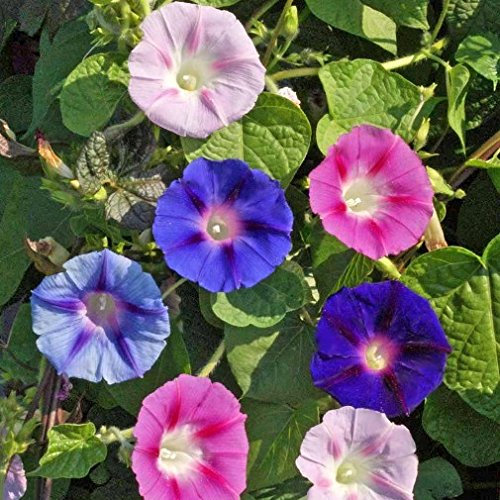 IPOMEA MISCUGLIO NR.100 SEMI