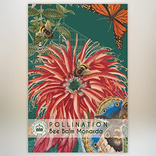 Bee Balm Kew Pollination Collection Monarda didyma Bergamot Hardy Perennial Garden Wildflower Plant Easy to Grow Your Own 1x Seed Packet (Approx. 80 Seeds) by Thompson and Morgan