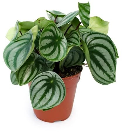 Planta Increíble Begonia Peperomia Watermelon Planta Hojas Sandía