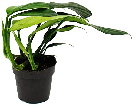 Philodendron Dragon Tail - Rhaphidophora decursiva- Drachenschwanz Baumfreund - 12cm Topf