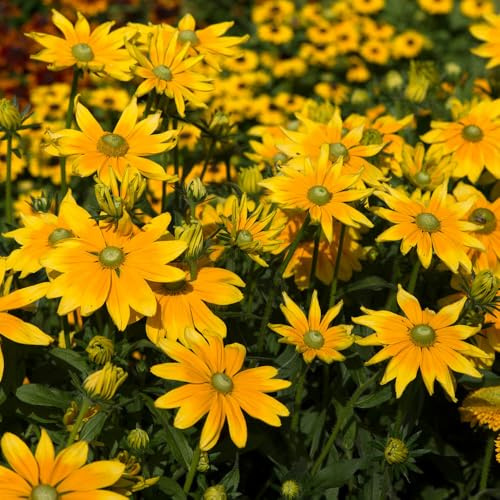 YouGarden Rudbeckia 'Prairie Sun', 1 x 3 Litre Pot, Yellow Flowering Pollinator Garden Plant, Ready To Plant