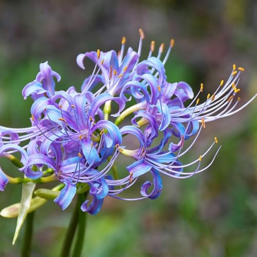 Blutblume spinnenlilie - Lycoris Radiata 15zwiebeln Einfach zu Pflegen balkongarten