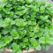 Haloppe 50 Piezas de Semillas de Menta para Plantar en el jardín del hogar, Semillas de Menta Bonsai para el jardín Semillas de Menta