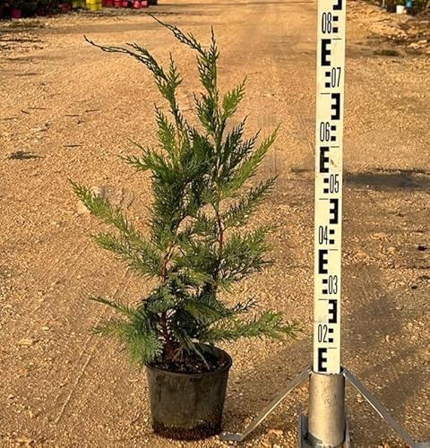 Pianta Cipresso Leylandii