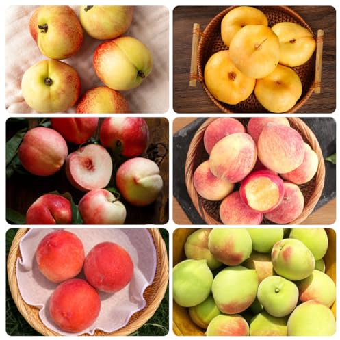 Semi resistenti del pesco、da giardino,da giardino da frutto colonnari,semi di da balcone,in vaso resistenti semi di,6pcs