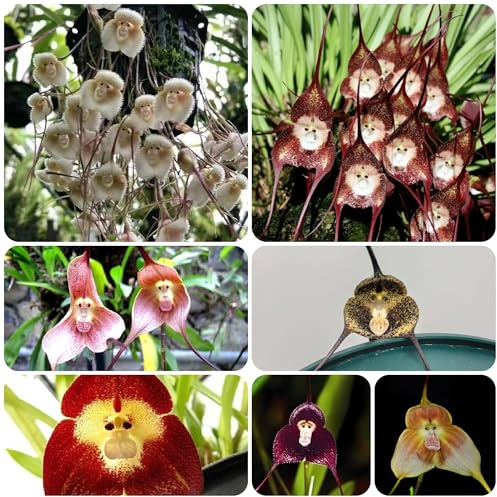 semi di orchidea scimmia, Dracula simia, vecchie varietà da giardino roccioso da balcone per decorazioni rialzate 150pcs