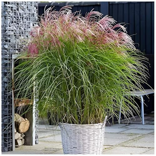 Stauden Gänge 3 x Miscanthus sinensis 'Red Cloud®' Rotes Chinaschilf | Rotes Ziergras für Sonne, Blüte September bis Oktober, mehrjährig, 1 L Topf (11x11 cm)