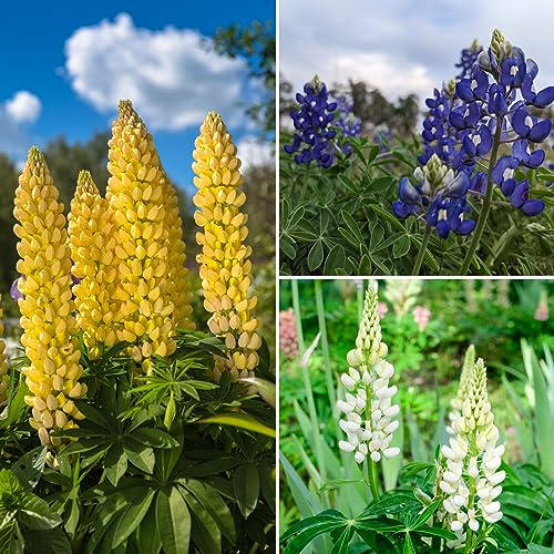 400+ Samen Lupine Mix Blau Weiß Gelb Wildblume Dünger Bienen Schmetterlinge