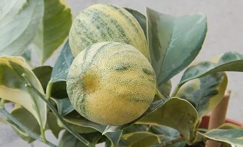 Vivaio Garden Forest Limone Variegato (Citrus limon foliis variegatis) – Pianta di Agrumi Ornamentale con Foglie Giallo-Verdi e Fiori Violacei