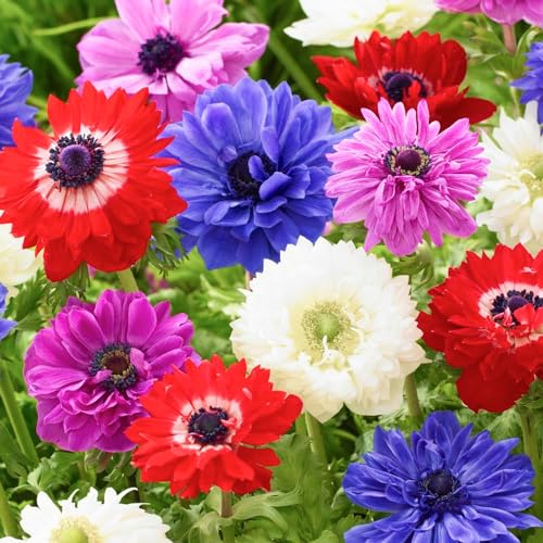Anemonen Zwiebeln Winterhart St. Brigid - 50 Anemone Mix - Mehrjährig Blumenzwiebeln - Echte Pflanzen aus Holland - für Töpfe, Balkone und Garten (starke pflanze, kein Samen en nicht künstlich)