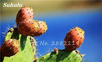 Grande Promione 100 Pz Opuntia Semi di Raro Fico d'India Dolce Alto Nutritous Cactus Semi di Frutta Commestibili Giardino di Fiori 21