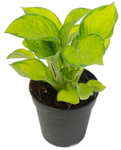 Hosta Plants, 'Rainforest Sunrise', 1 x Full Plant in 1 Litre Pot, Garden Ready, Ready to Plant, Premium Quality Garden Perennial