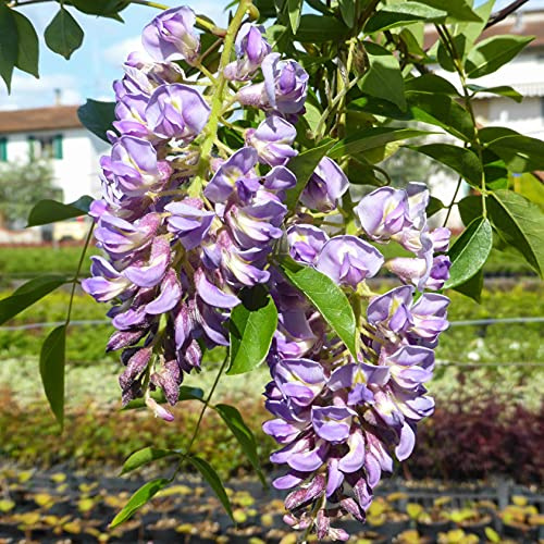 Glicine a Fiore Viola, 2 piante alte 100/120 cm, vaso 16
