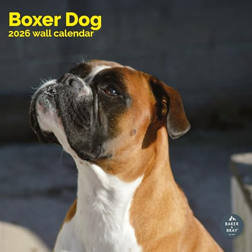 Boxerkalender 2024 | Fyrkantig väggkalender | 16 månader | Bagare och Bray