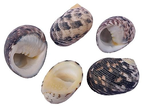 Coquillage naturel,Coquillages de plage, Coquilles de bernard-l'ermite Fournitures de bernard-l'ermite Coquilles de croissance naturelles for la variété de bernard-l'ermite Coquillages Turbo Conque de
