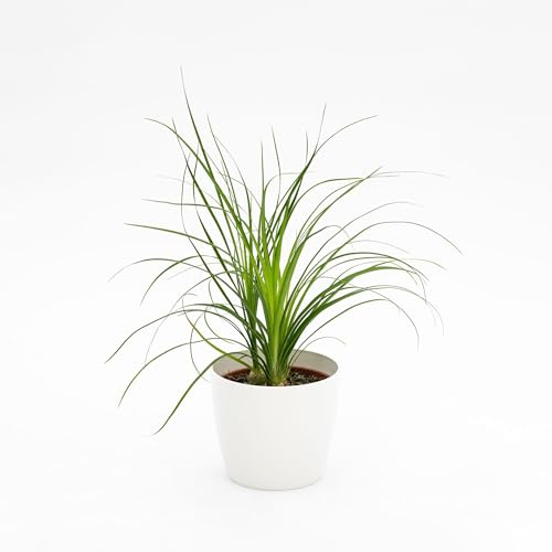 Pianta vera di Beaucarnea recurvata - Diametro Vaso Ø 12 cm