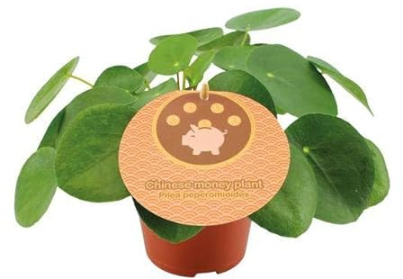 Pilea Peperomioides – Chinesischer Geldbaum – Ø12cm – 20cm – Trendige Zimmerpflanze mit runden Blättern – Pflegeleicht & dekorativ – Luftreinigende Grünpflanze