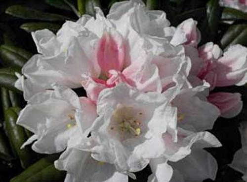 Rhododendron yakushimanum Edelweiß - Ball-Alpenrose - 30-40cm