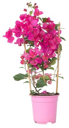 Plant in a Box - Bougainvillée - Bougainvillée sur support - Fleurs roses - Plante grimpante - Plante de jardin - Pot 17cm - Hauteur 50-60cm