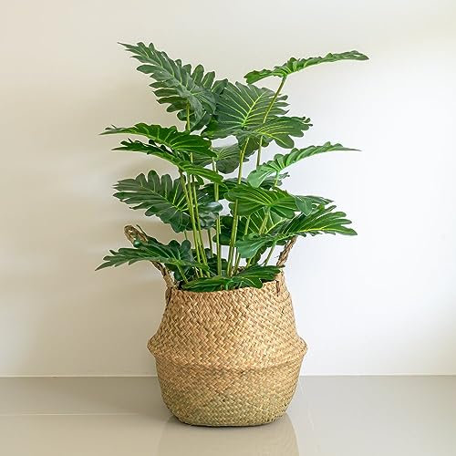 Philodendron 'Xanadu' - Tender Perennial - Air Purifying Houseplant - Large Glossy Green Foliage - Easy to Care for - 1x 19cm Potted Plant by Thompson and Morgan